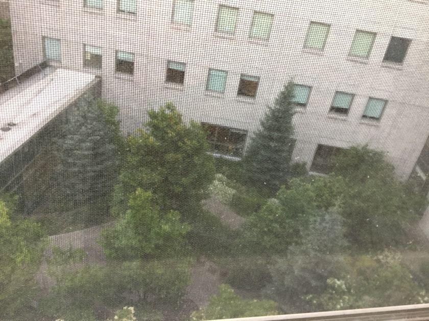 Trees and plants and pathways viewed from a sixth-story hospital window.